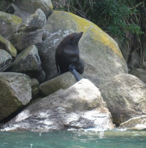 They're such cool animals