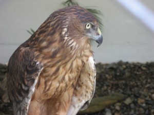 Close up of an exotic owl