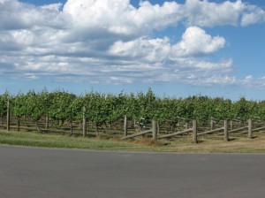 A grape plantation