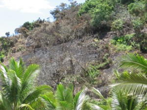 Singed Terrain