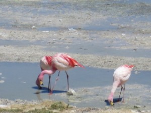Flamingos Are Everywhere in the Lagoons