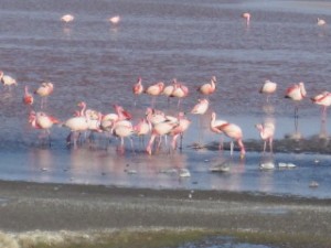 Flamingos Run Rampant!