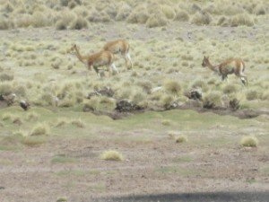 Antelope Run Wild