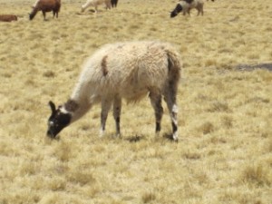 Llamas are Everywhere