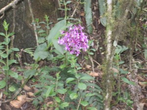 Orchids grow wild too
