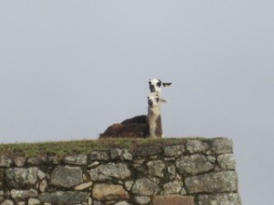 Llamas hang out at Machu Picchu