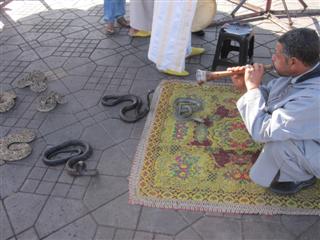 Snake Charmers in the Square