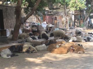 In Old Cairo there's sheep and goats in the markets....maybe for sale?