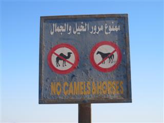 I find the "No camels allowed" sign funny