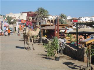 ...and funnier when 5 minutes later I see a camel wandering around