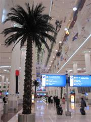 There really are lots of palm trees in the airport