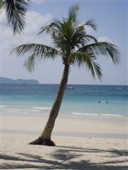 I love palm trees